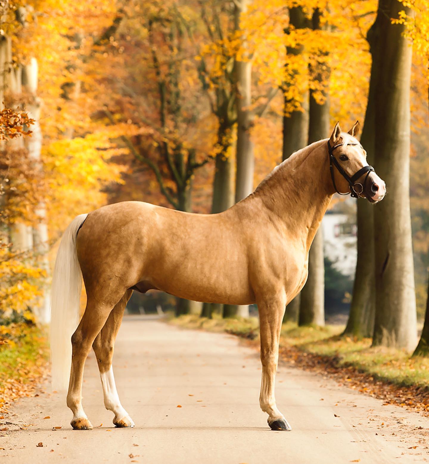 Palomino Dressage Stallions